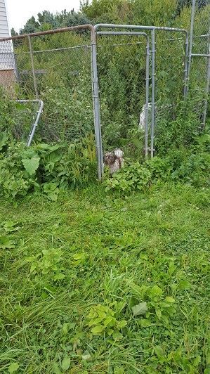 puppy_mill29.jpg